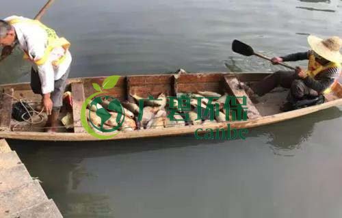 廣州旺旺食品廢水直排，永和河大量魚類死亡(圖1)